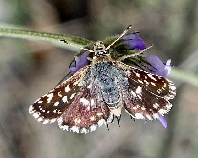 red underwing skipper
